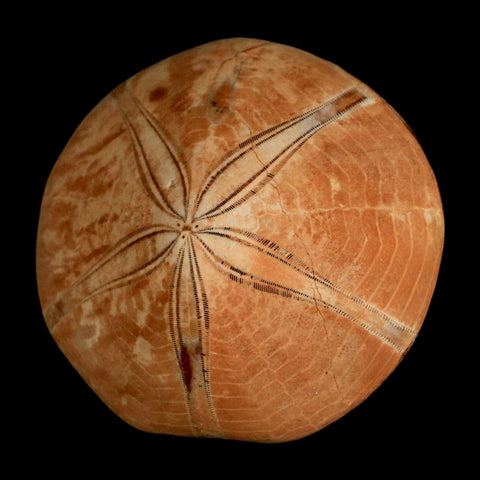 58MM Pygurus Marmonti Sea Urchin Fossil Sand Dollar Jurassic Age Madagascar - Fossil Age Minerals