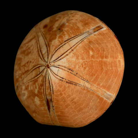 58MM Pygurus Marmonti Sea Urchin Fossil Sand Dollar Jurassic Age Madagascar - Fossil Age Minerals