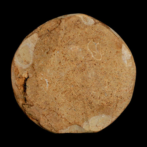 58MM Pygurus Marmonti Sea Urchin Fossil Sand Dollar Jurassic Age Madagascar - Fossil Age Minerals
