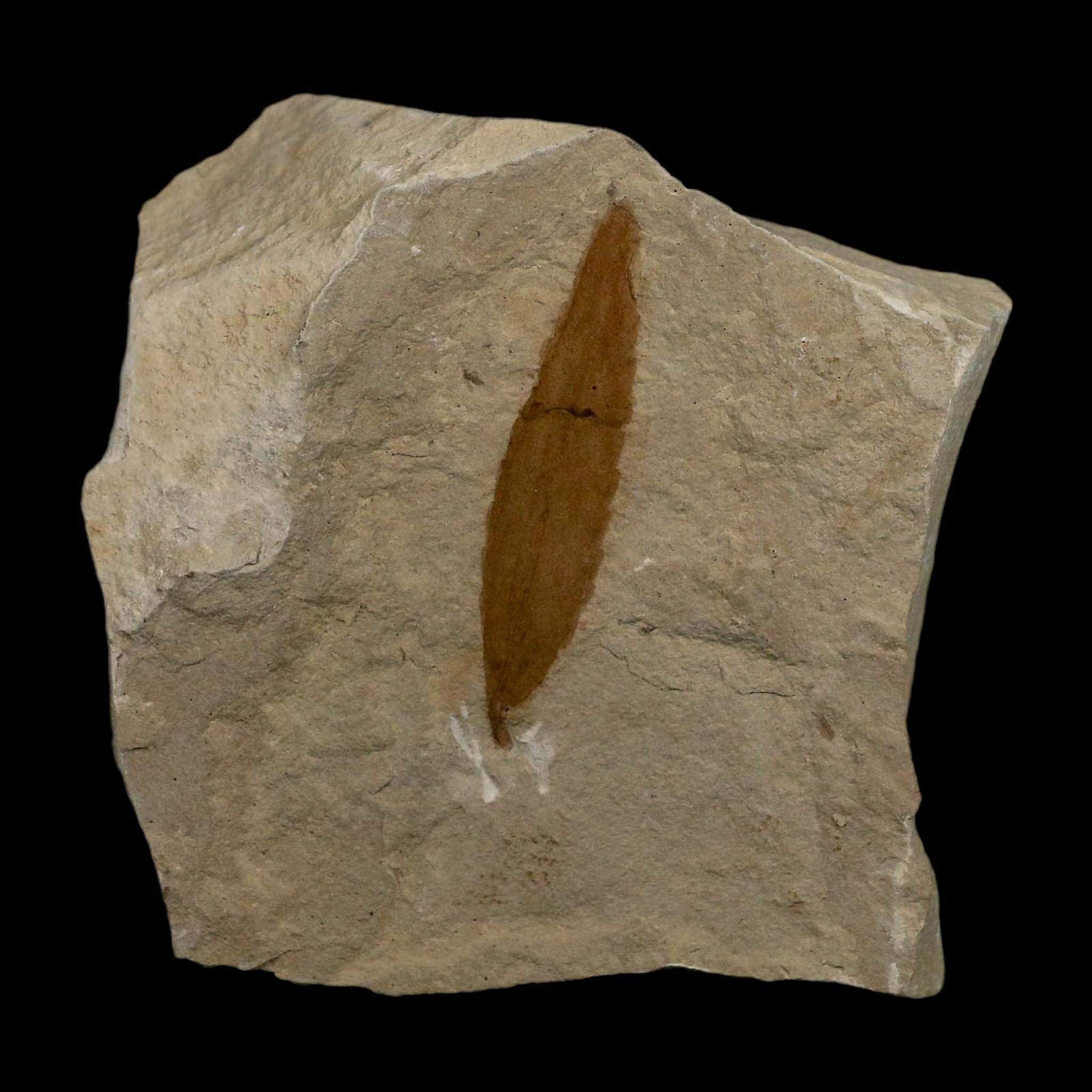 1.5" Detailed Cedrelospermum Nervosum Fossil Plant Leaf Eocene Age Green River FM UT - Fossil Age Minerals