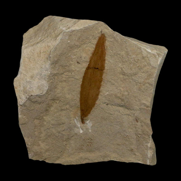 1.5