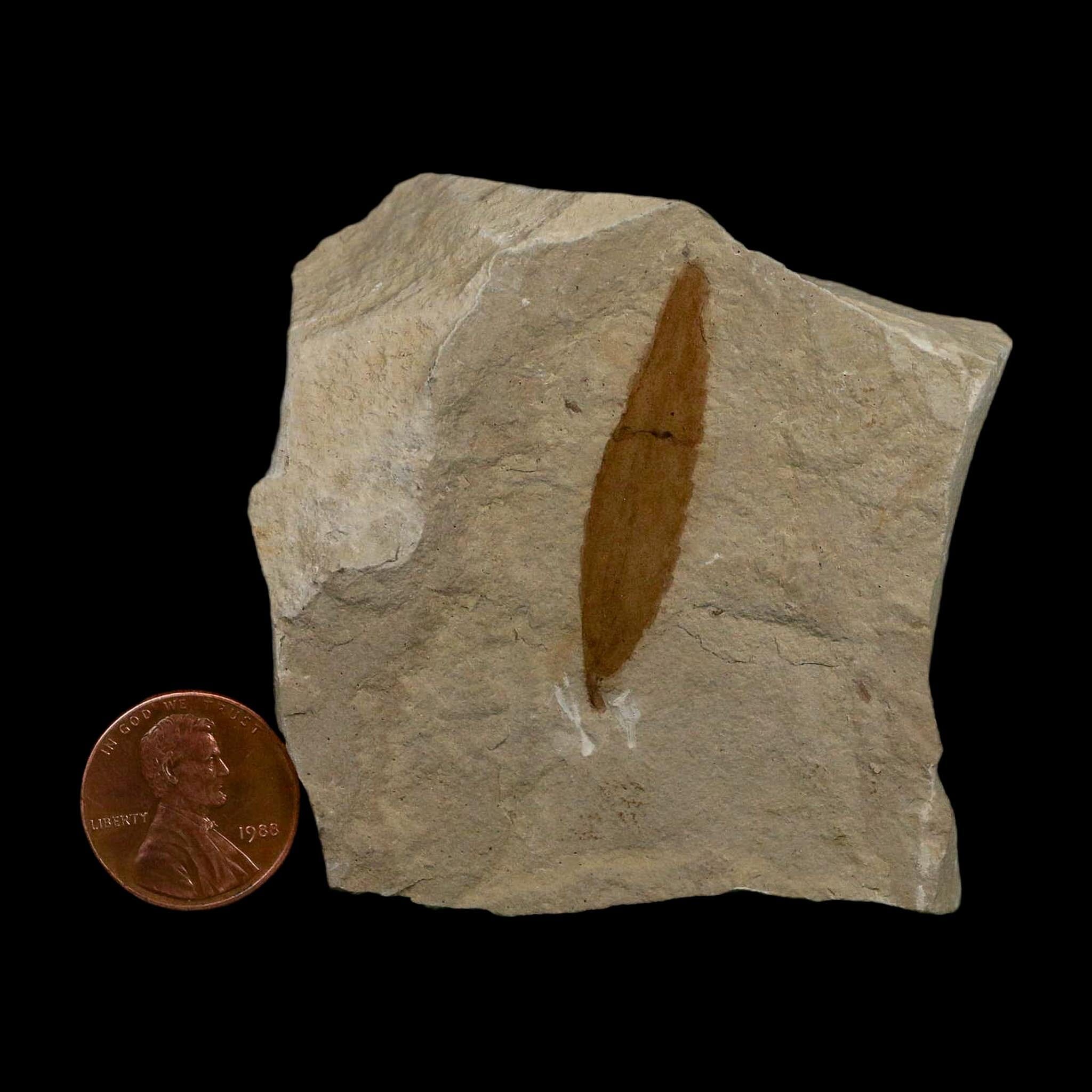 1.5" Detailed Cedrelospermum Nervosum Fossil Plant Leaf Eocene Age Green River FM UT - Fossil Age Minerals