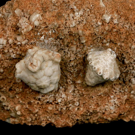 3.4" Actinocrinites Multiradiatus Crinoid Fossil Mississippian Age Burlington, Iowa