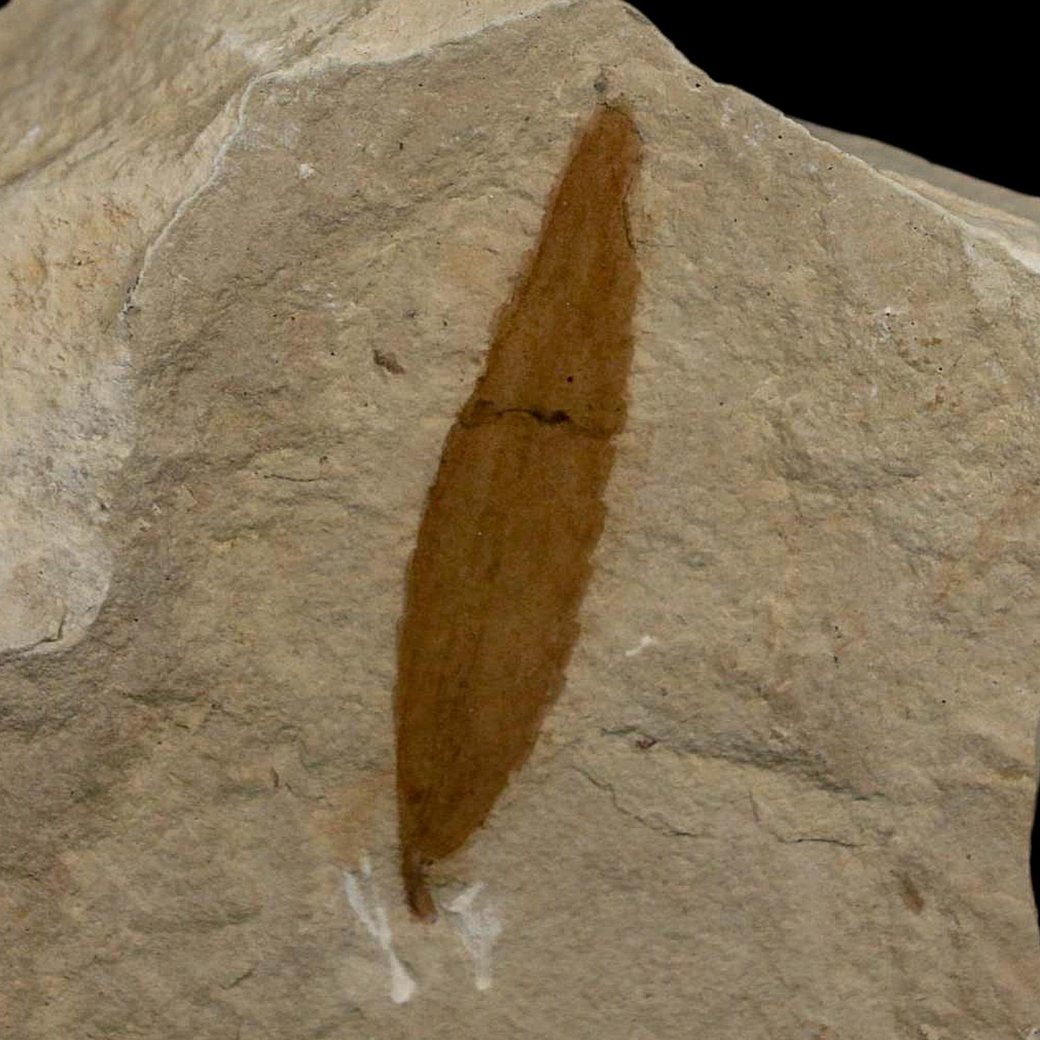 1.5" Detailed Cedrelospermum Nervosum Fossil Plant Leaf Eocene Age Green River FM UT - Fossil Age Minerals