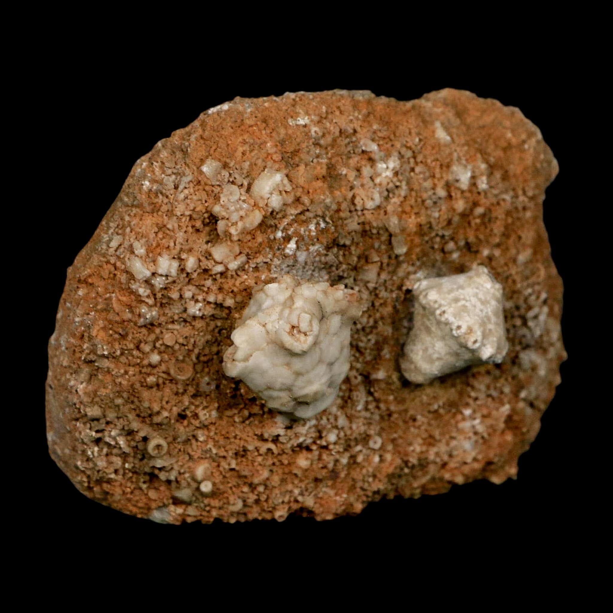 3.4" Actinocrinites Multiradiatus Crinoid Fossil Mississippian Age Burlington, Iowa - Fossil Age Minerals