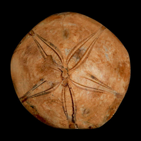 58MM Pygurus Marmonti Sea Urchin Fossil Sand Dollar Jurassic Age Madagascar