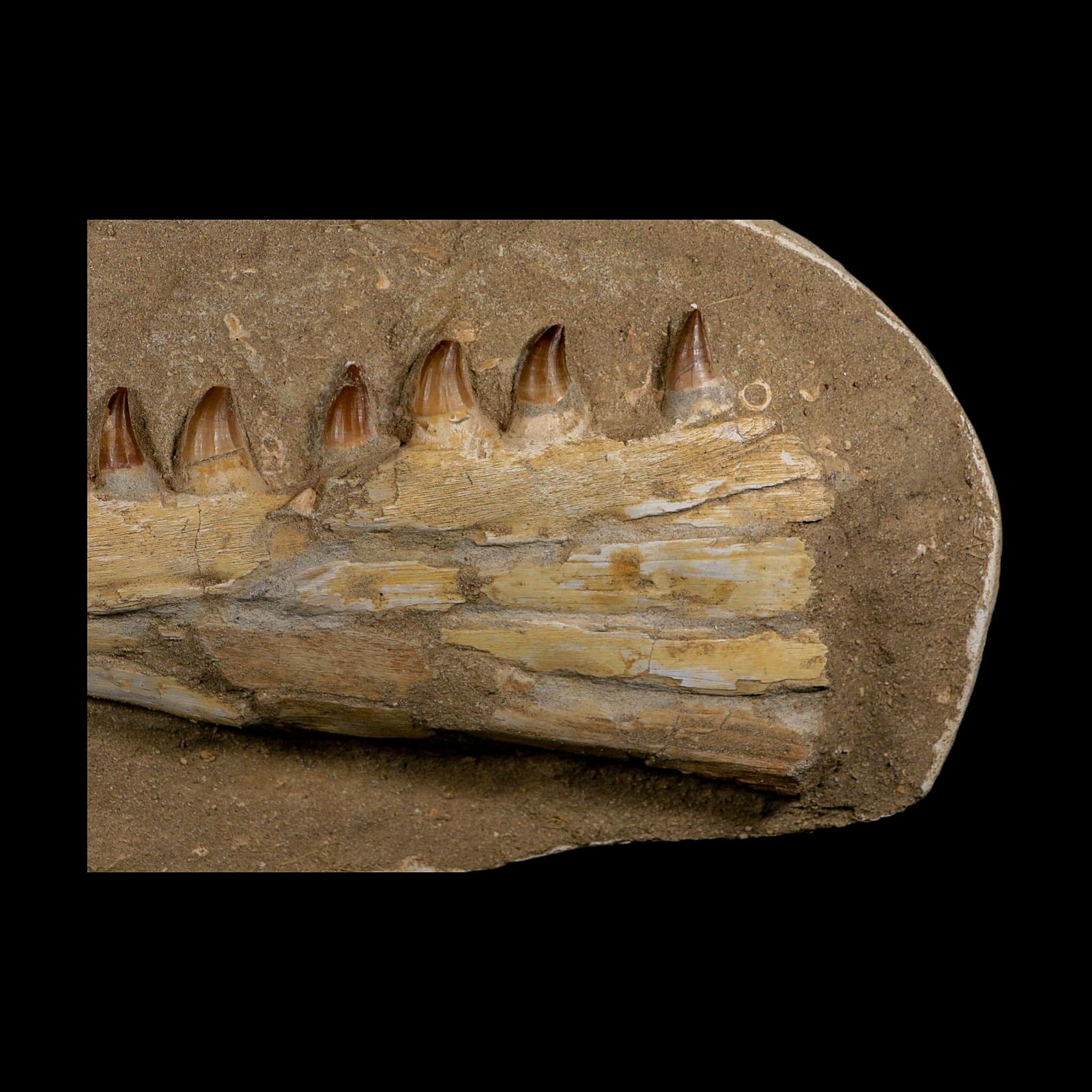 18" Mosasaur Prognathodon Fossil Jaw Section Teeth Cretaceous Dinosaur Era COA - Fossil Age Minerals