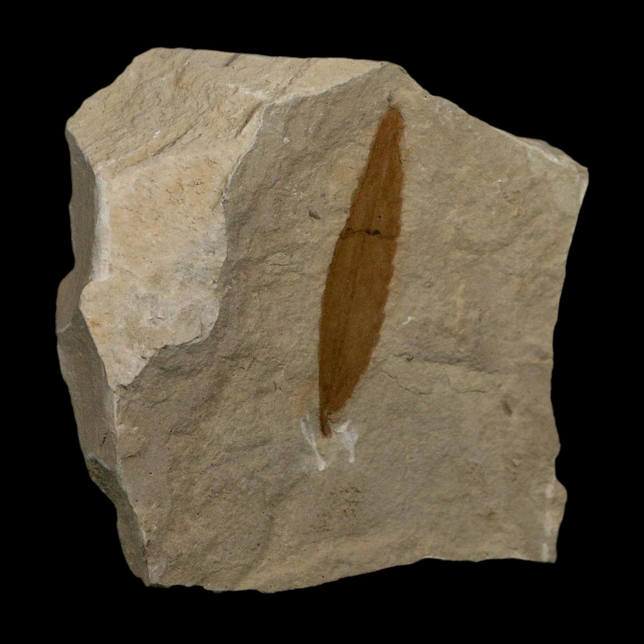 1.5" Detailed Cedrelospermum Nervosum Fossil Plant Leaf Eocene Age Green River FM UT - Fossil Age Minerals