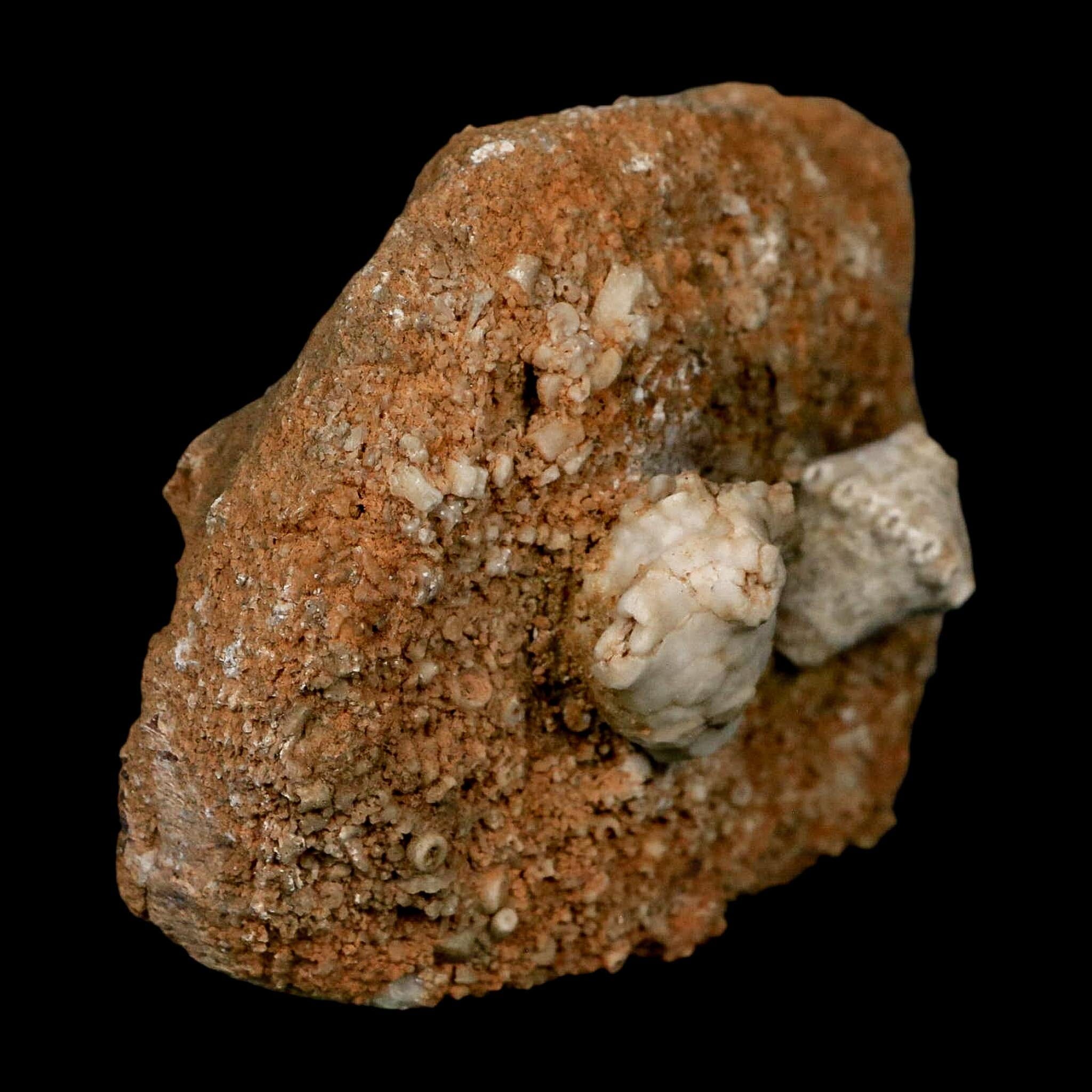 3.4" Actinocrinites Multiradiatus Crinoid Fossil Mississippian Age Burlington, Iowa - Fossil Age Minerals