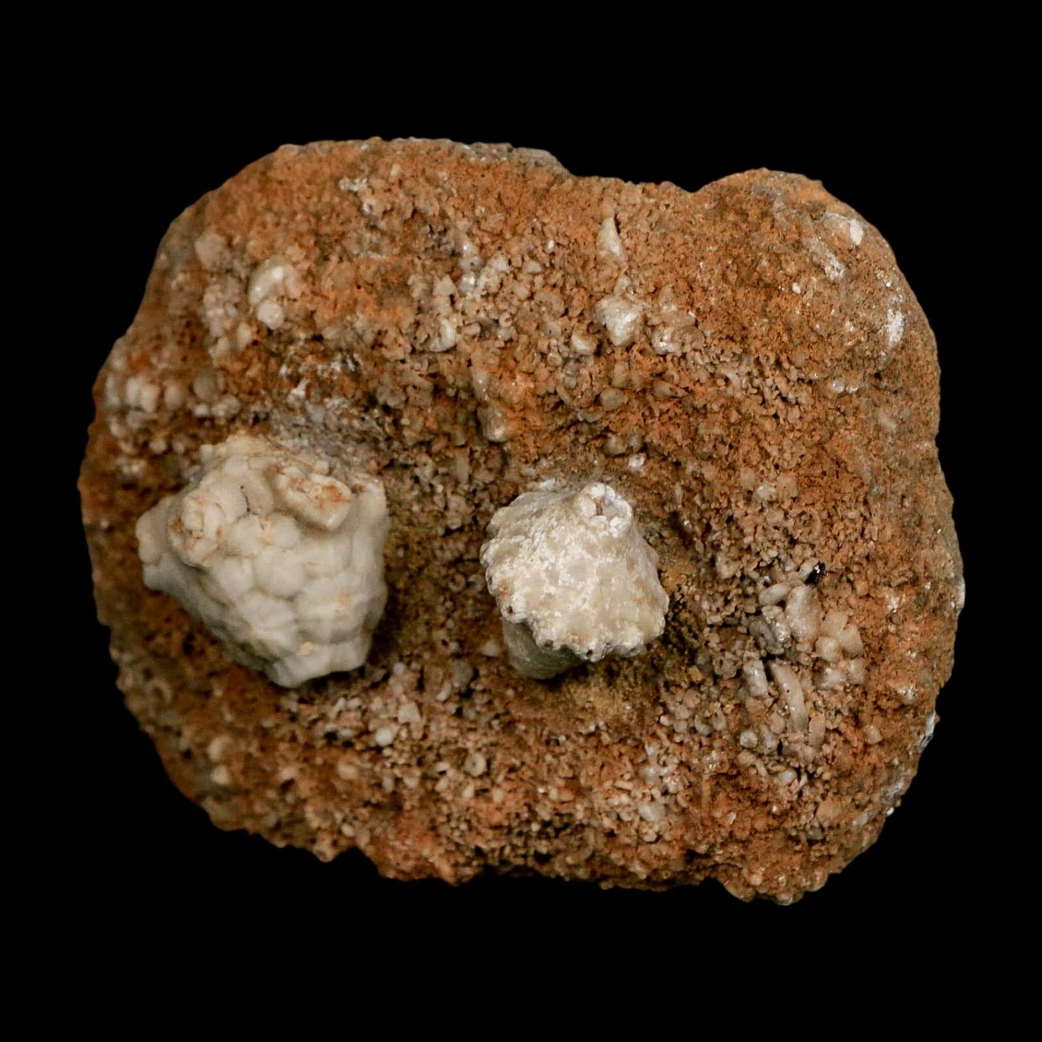 3.4" Actinocrinites Multiradiatus Crinoid Fossil Mississippian Age Burlington, Iowa - Fossil Age Minerals
