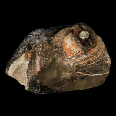 1.9" Mosasaur Fossil Jaw Section Cretaceous Dinosaur Era Texas Ozan FM COA, Stand