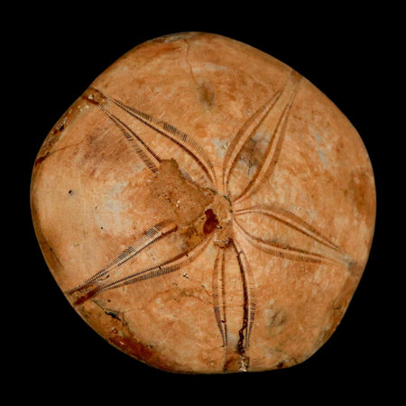 58MM Pygurus Marmonti Sea Urchin Fossil Sand Dollar Jurassic Age Madagascar