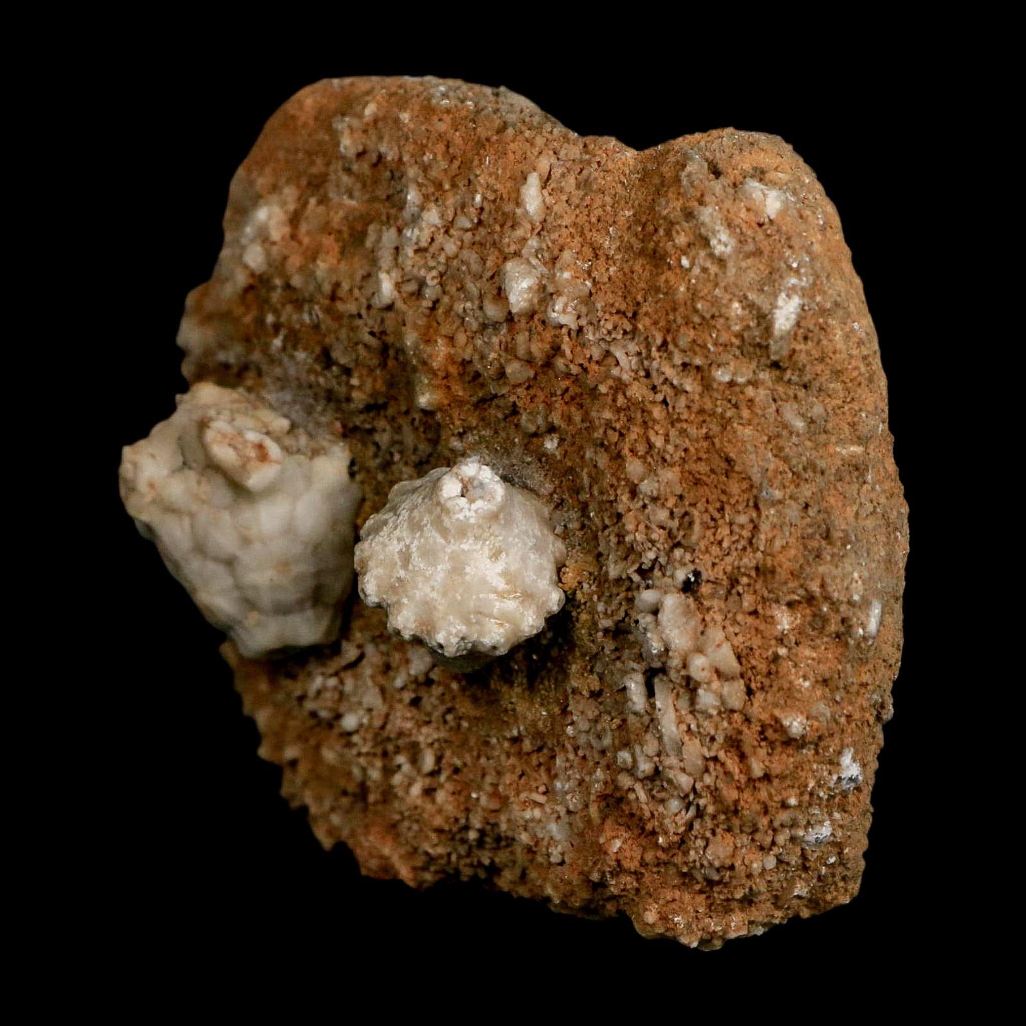 3.4" Actinocrinites Multiradiatus Crinoid Fossil Mississippian Age Burlington, Iowa - Fossil Age Minerals