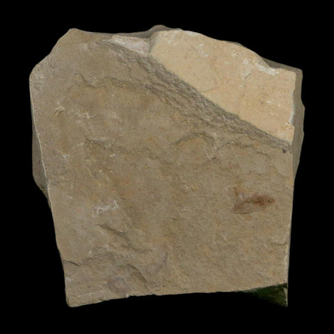 1.5" Detailed Cedrelospermum Nervosum Fossil Plant Leaf Eocene Age Green River FM UT - Fossil Age Minerals