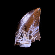 0.4" Nanotyrannus Tyrannosaurus Fossil Tooth Dinosaur Hell Creek MT COA Display
