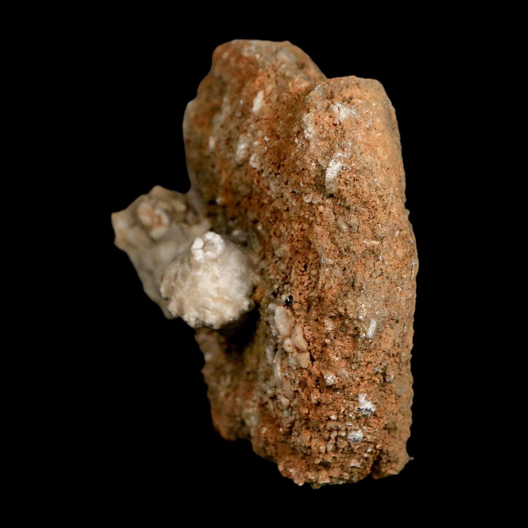 3.4" Actinocrinites Multiradiatus Crinoid Fossil Mississippian Age Burlington, Iowa - Fossil Age Minerals