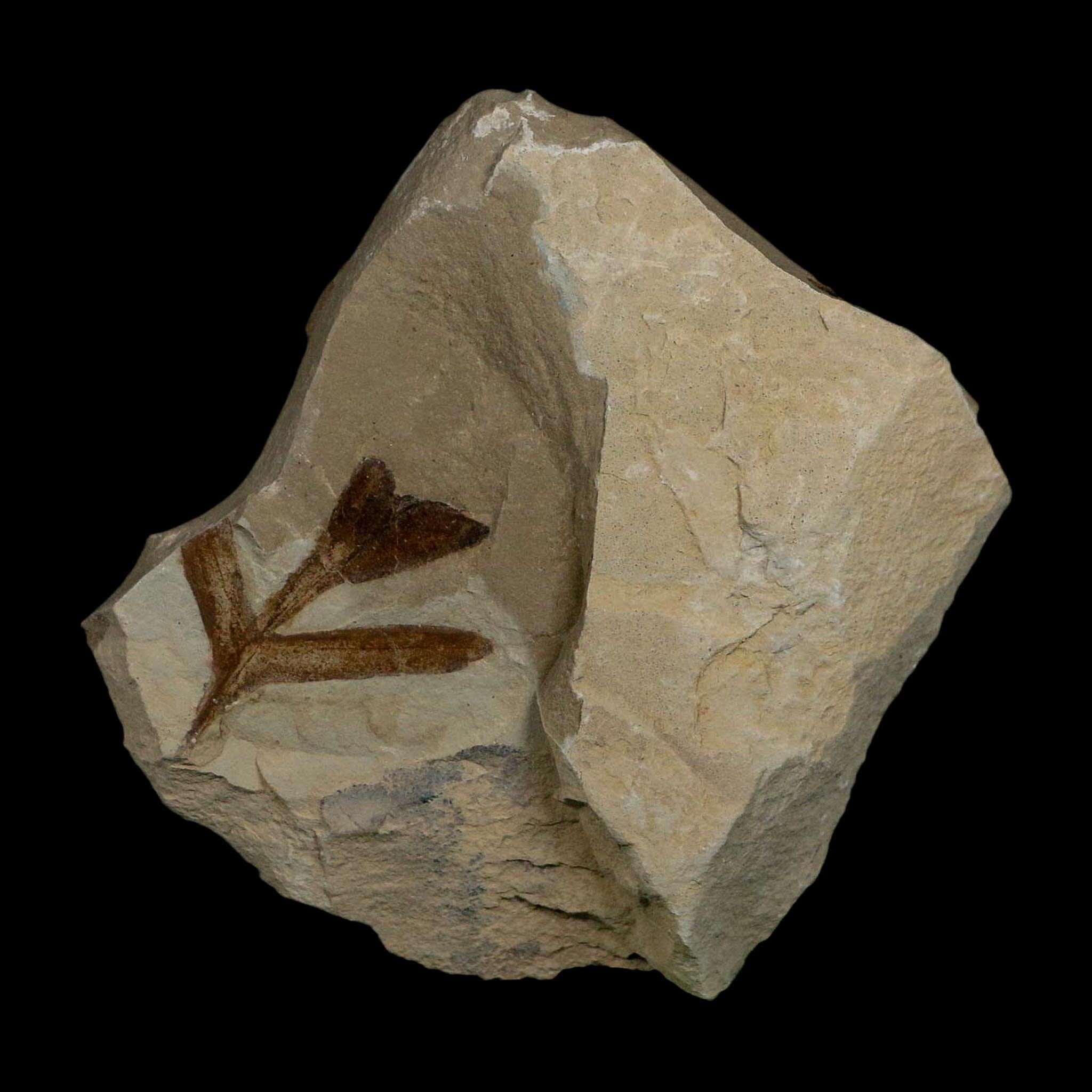 1.2" Detailed Cardiospermum Coloradensis Balloon Vine Fossil Plant Leaf Eocene Age UT - Fossil Age Minerals