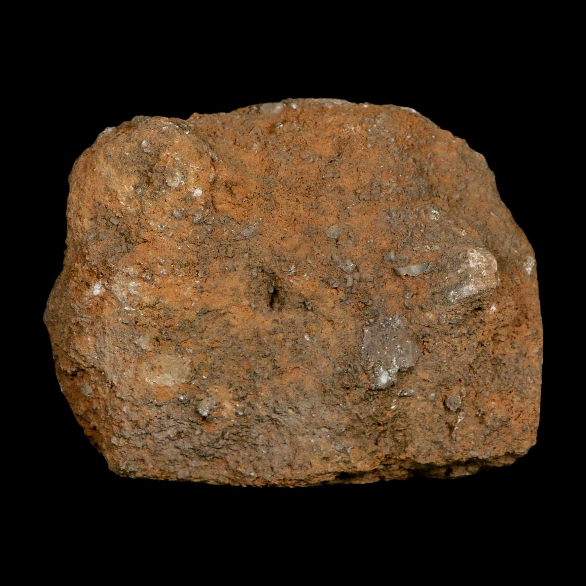 3.4" Actinocrinites Multiradiatus Crinoid Fossil Mississippian Age Burlington, Iowa - Fossil Age Minerals