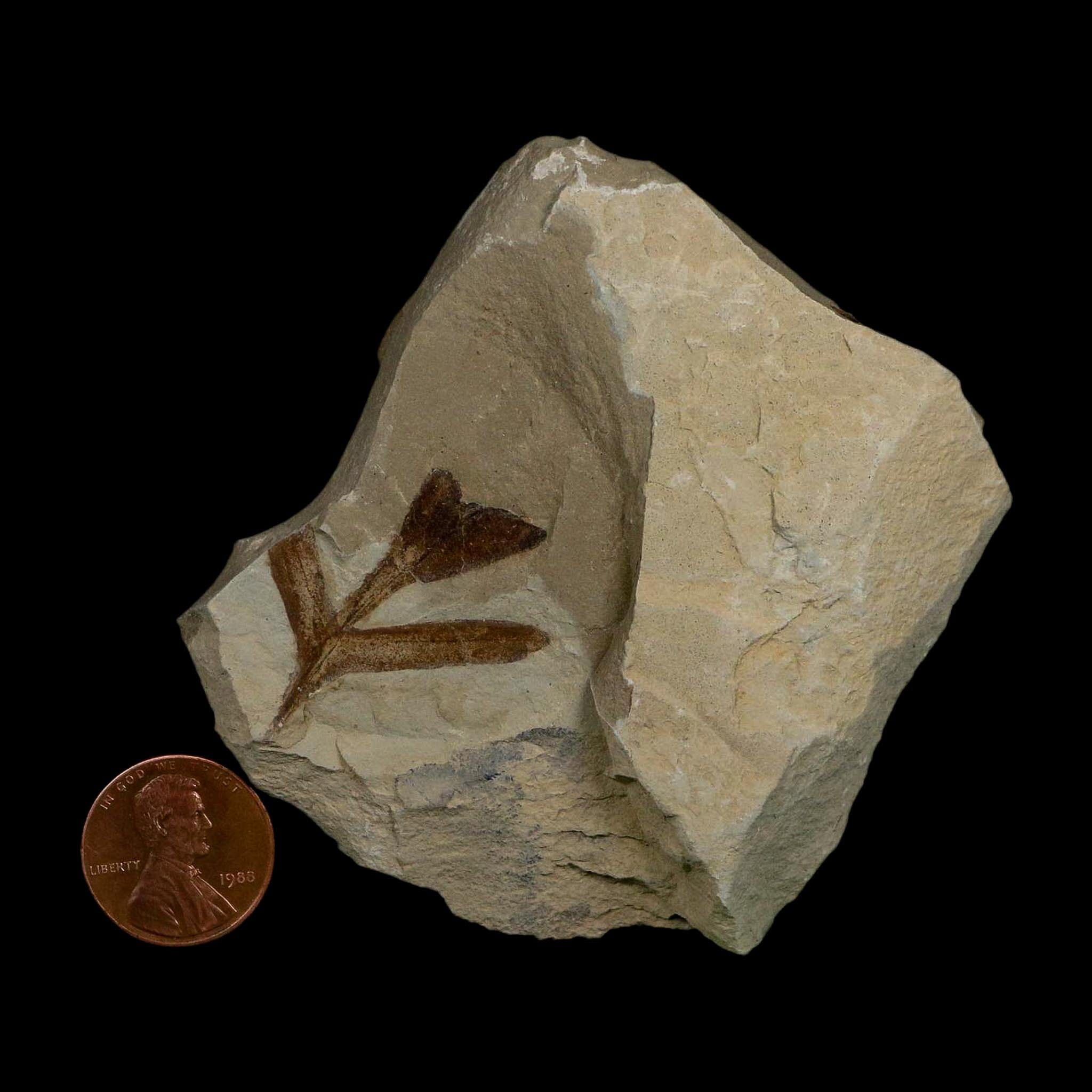 1.2" Detailed Cardiospermum Coloradensis Balloon Vine Fossil Plant Leaf Eocene Age UT - Fossil Age Minerals