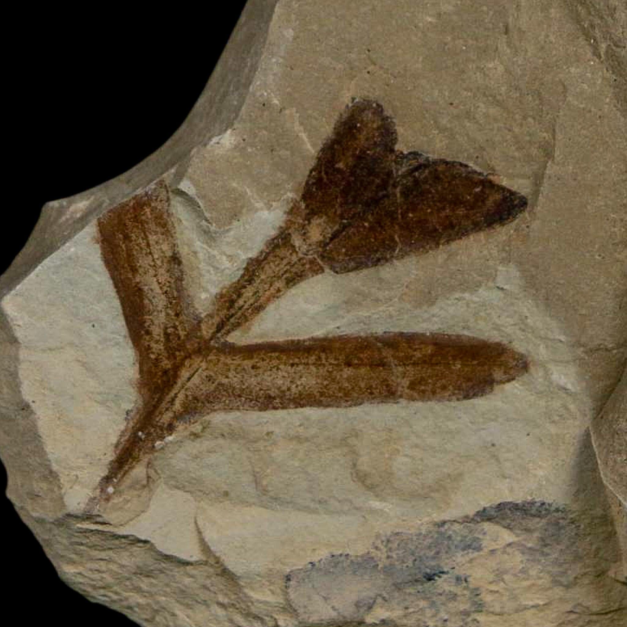 1.2" Detailed Cardiospermum Coloradensis Balloon Vine Fossil Plant Leaf Eocene Age UT - Fossil Age Minerals