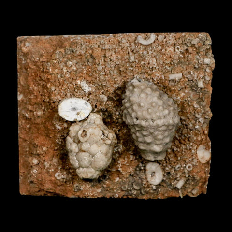 3.4" Actinocrinites Multiradiatus Crinoid Fossil Mississippian Age Burlington, Iowa - Fossil Age Minerals