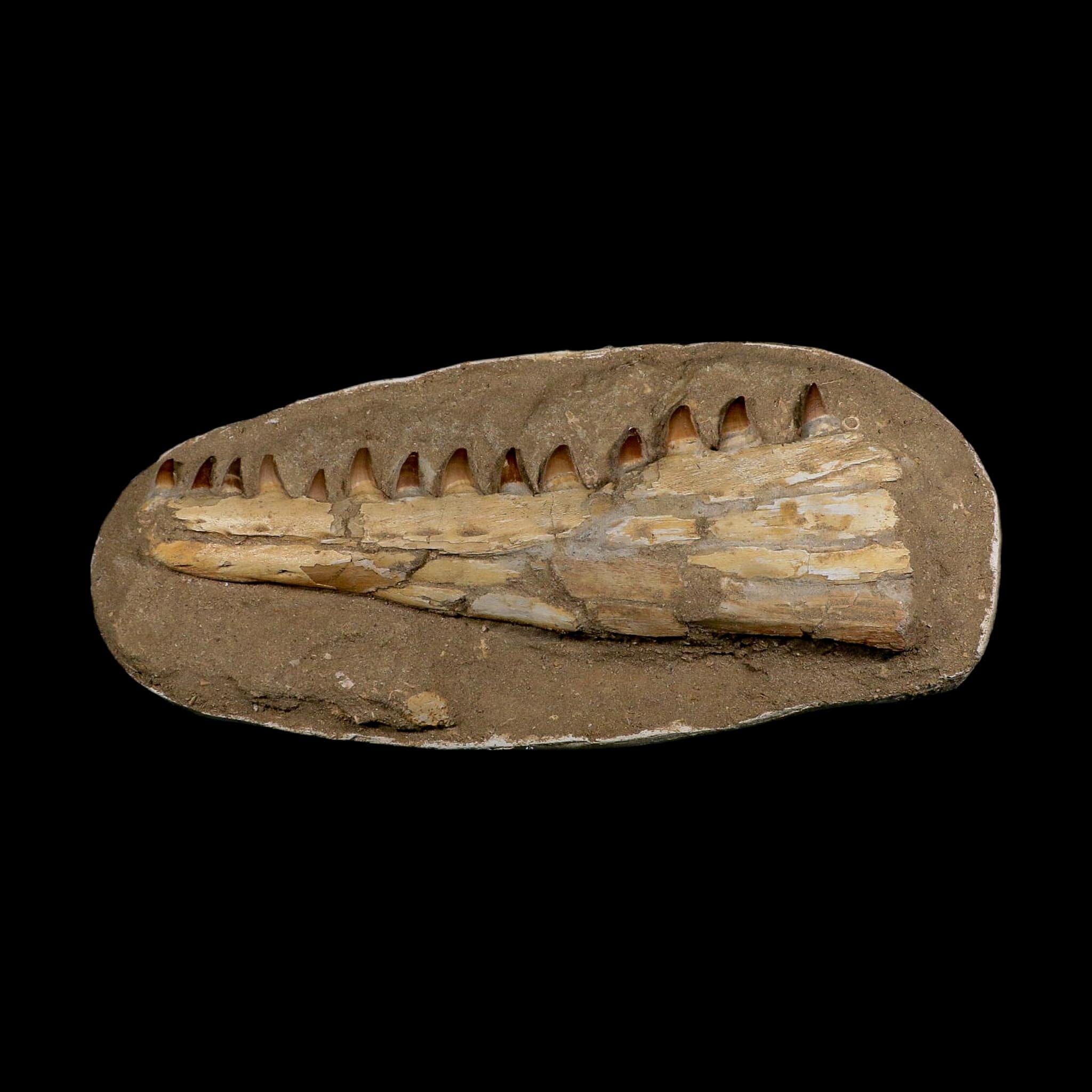 18" Mosasaur Prognathodon Fossil Jaw Section Teeth Cretaceous Dinosaur Era COA - Fossil Age Minerals