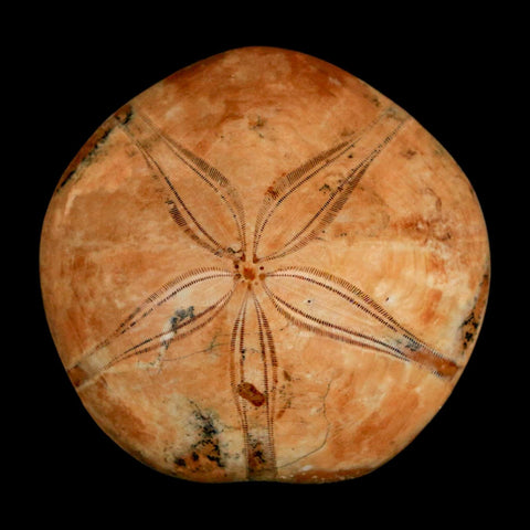 53MM Pygurus Marmonti Sea Urchin Fossil Sand Dollar Jurassic Age Madagascar - Fossil Age Minerals