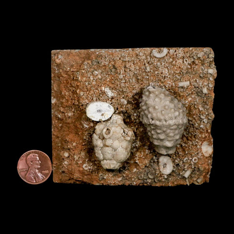 3.4" Actinocrinites Multiradiatus Crinoid Fossil Mississippian Age Burlington, Iowa - Fossil Age Minerals