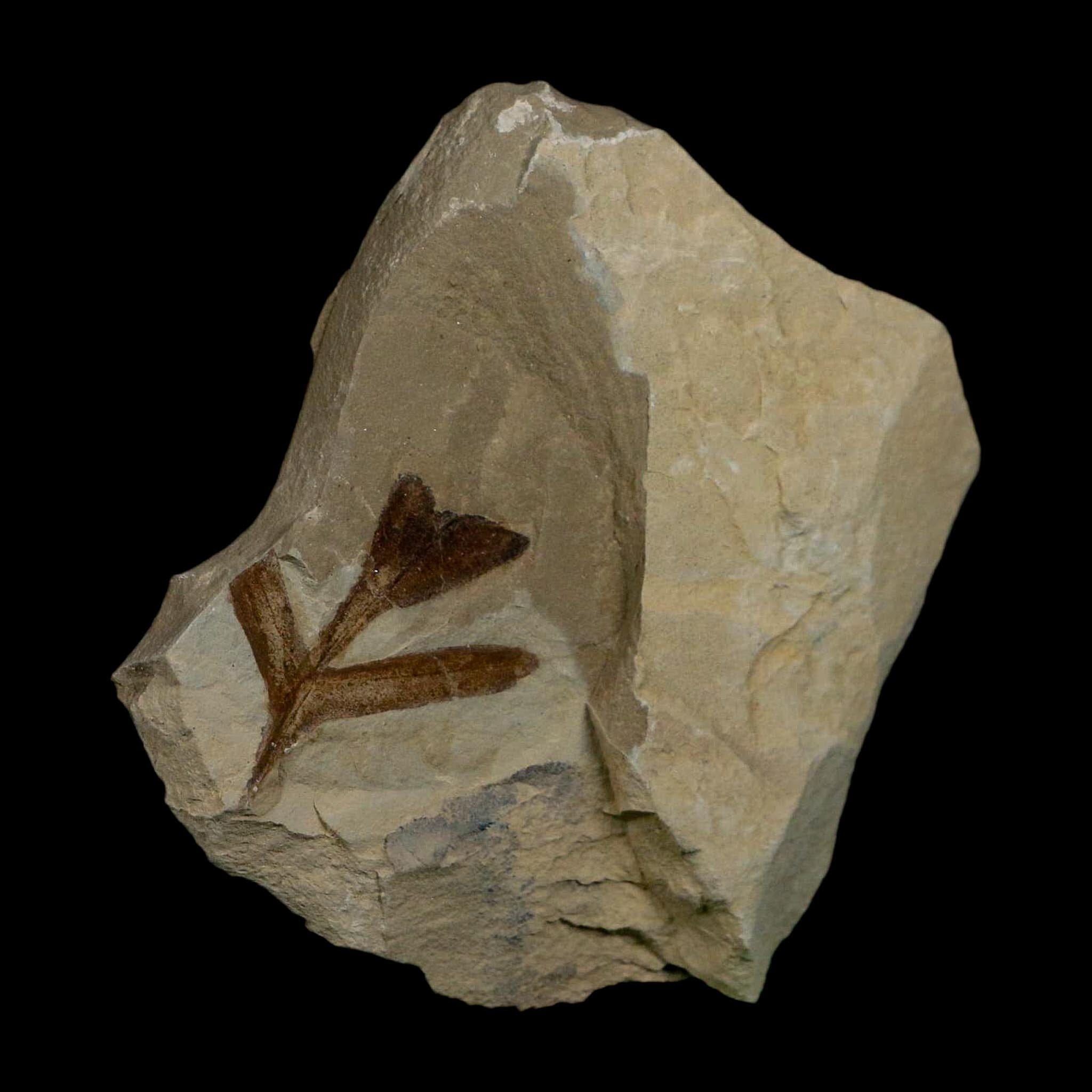 1.2" Detailed Cardiospermum Coloradensis Balloon Vine Fossil Plant Leaf Eocene Age UT - Fossil Age Minerals