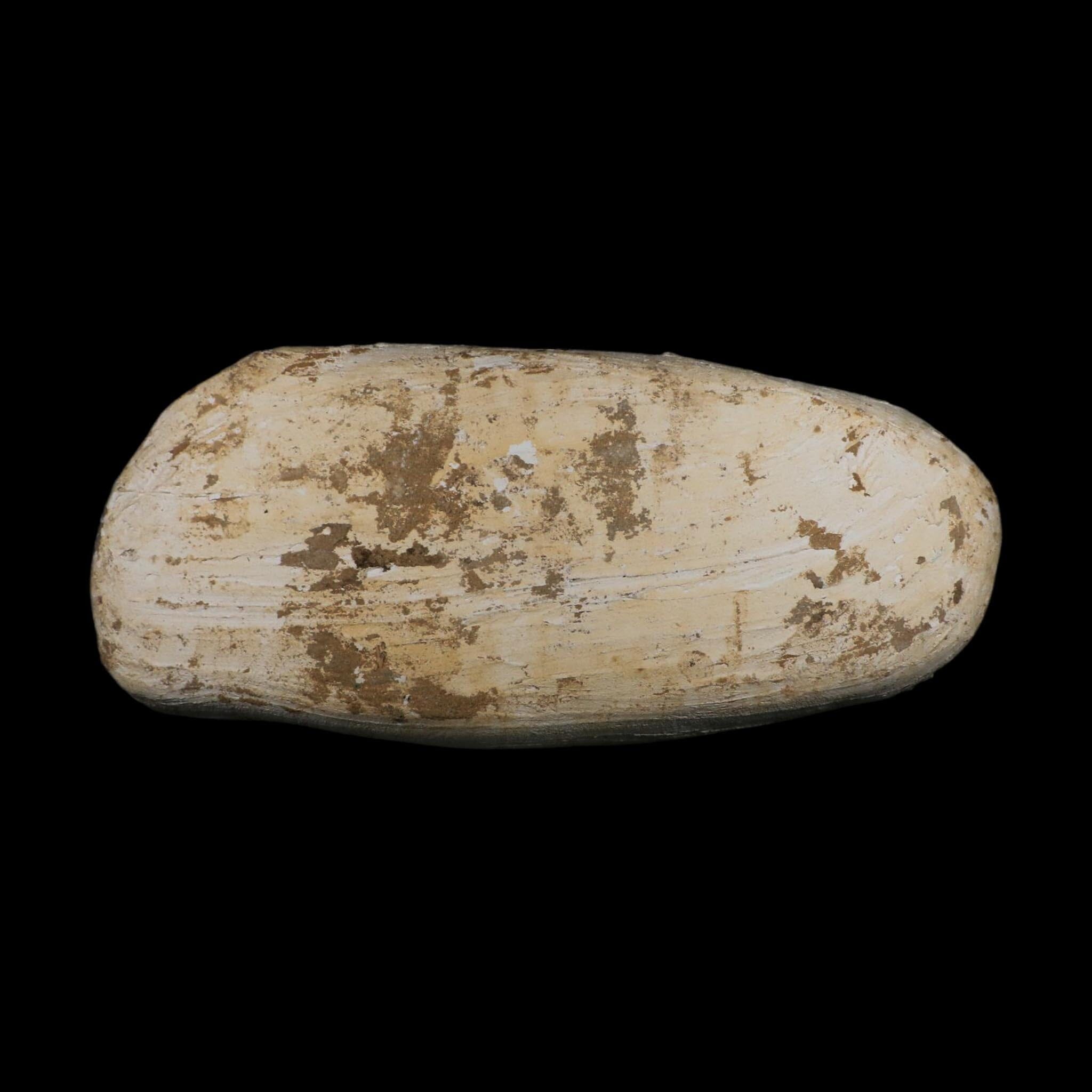 18" Mosasaur Prognathodon Fossil Jaw Section Teeth Cretaceous Dinosaur Era COA - Fossil Age Minerals