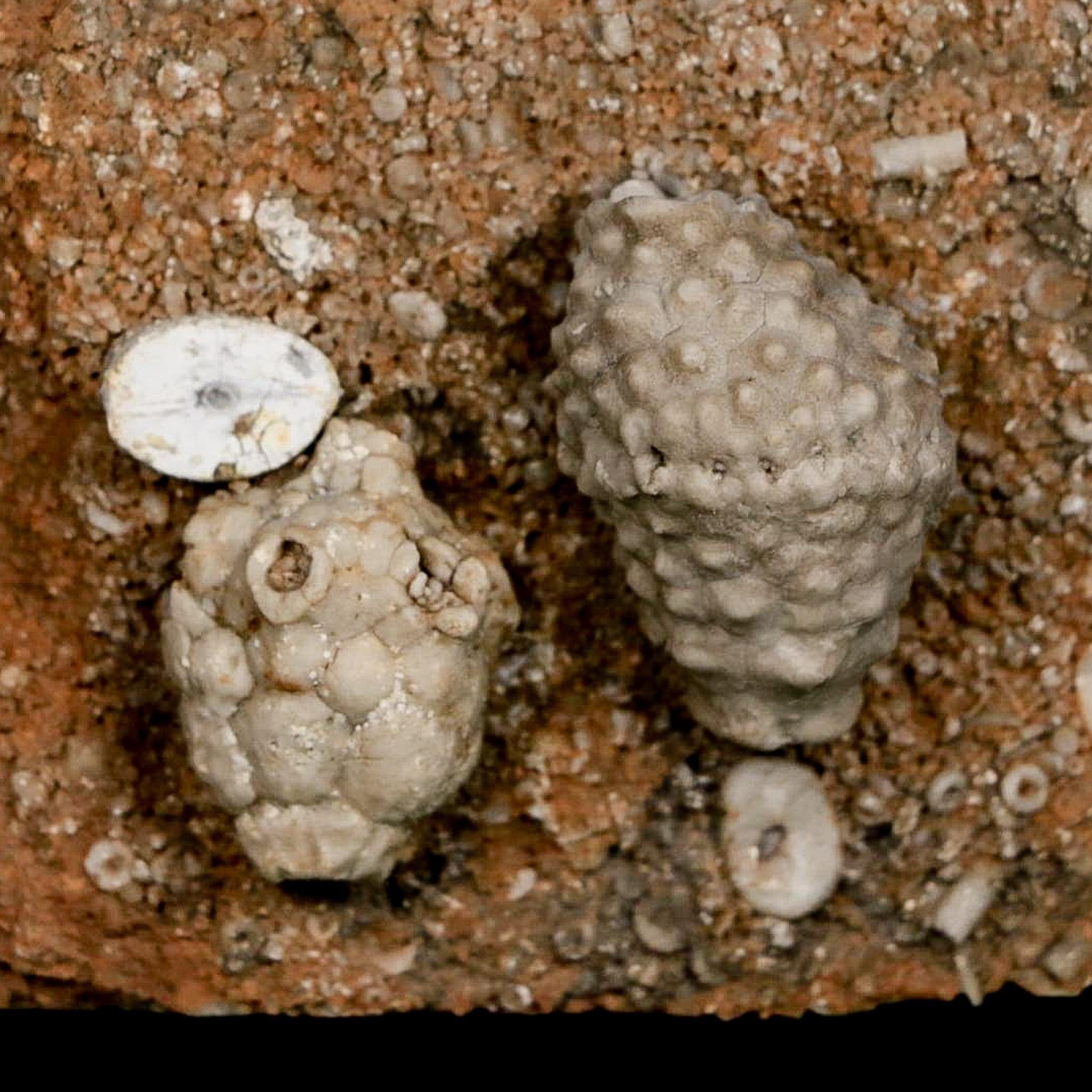 3.4" Actinocrinites Multiradiatus Crinoid Fossil Mississippian Age Burlington, Iowa - Fossil Age Minerals