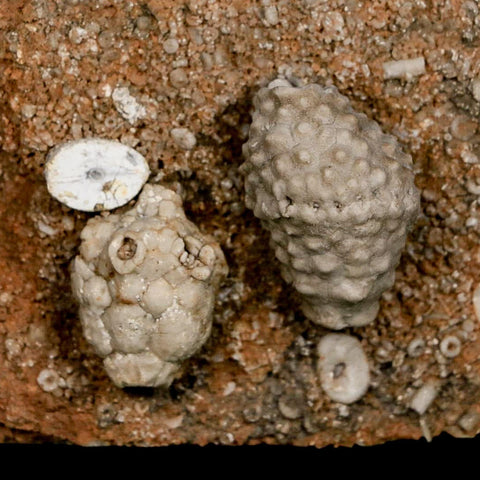 3.4" Actinocrinites Multiradiatus Crinoid Fossil Mississippian Age Burlington, Iowa - Fossil Age Minerals
