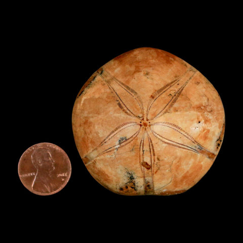53MM Pygurus Marmonti Sea Urchin Fossil Sand Dollar Jurassic Age Madagascar - Fossil Age Minerals