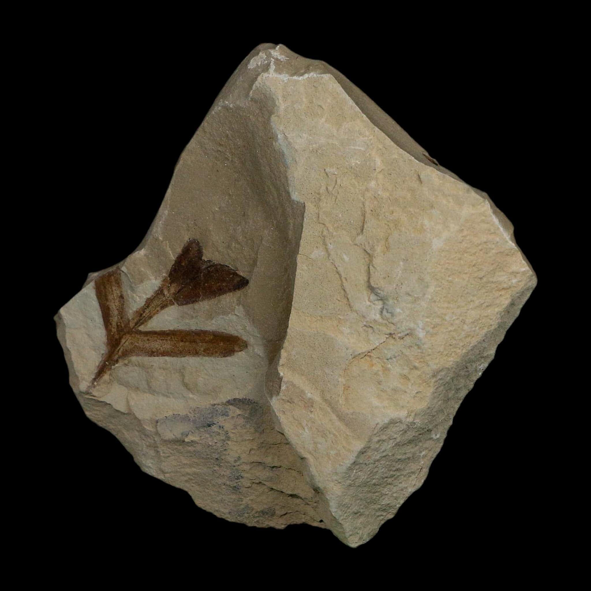 1.2" Detailed Cardiospermum Coloradensis Balloon Vine Fossil Plant Leaf Eocene Age UT - Fossil Age Minerals