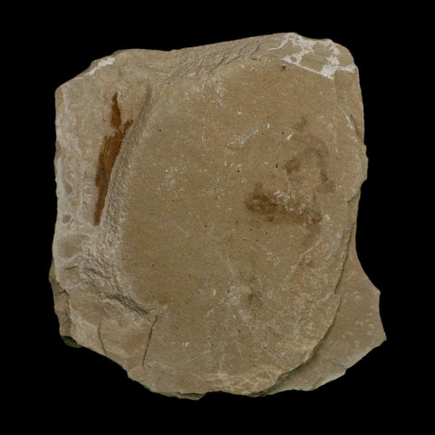 1.2" Detailed Cardiospermum Coloradensis Balloon Vine Fossil Plant Leaf Eocene Age UT - Fossil Age Minerals