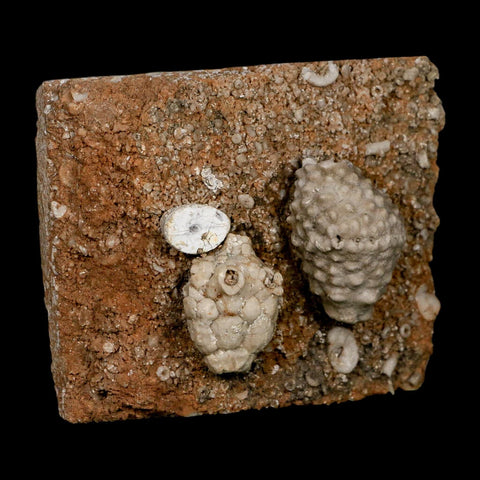 3.4" Actinocrinites Multiradiatus Crinoid Fossil Mississippian Age Burlington, Iowa - Fossil Age Minerals