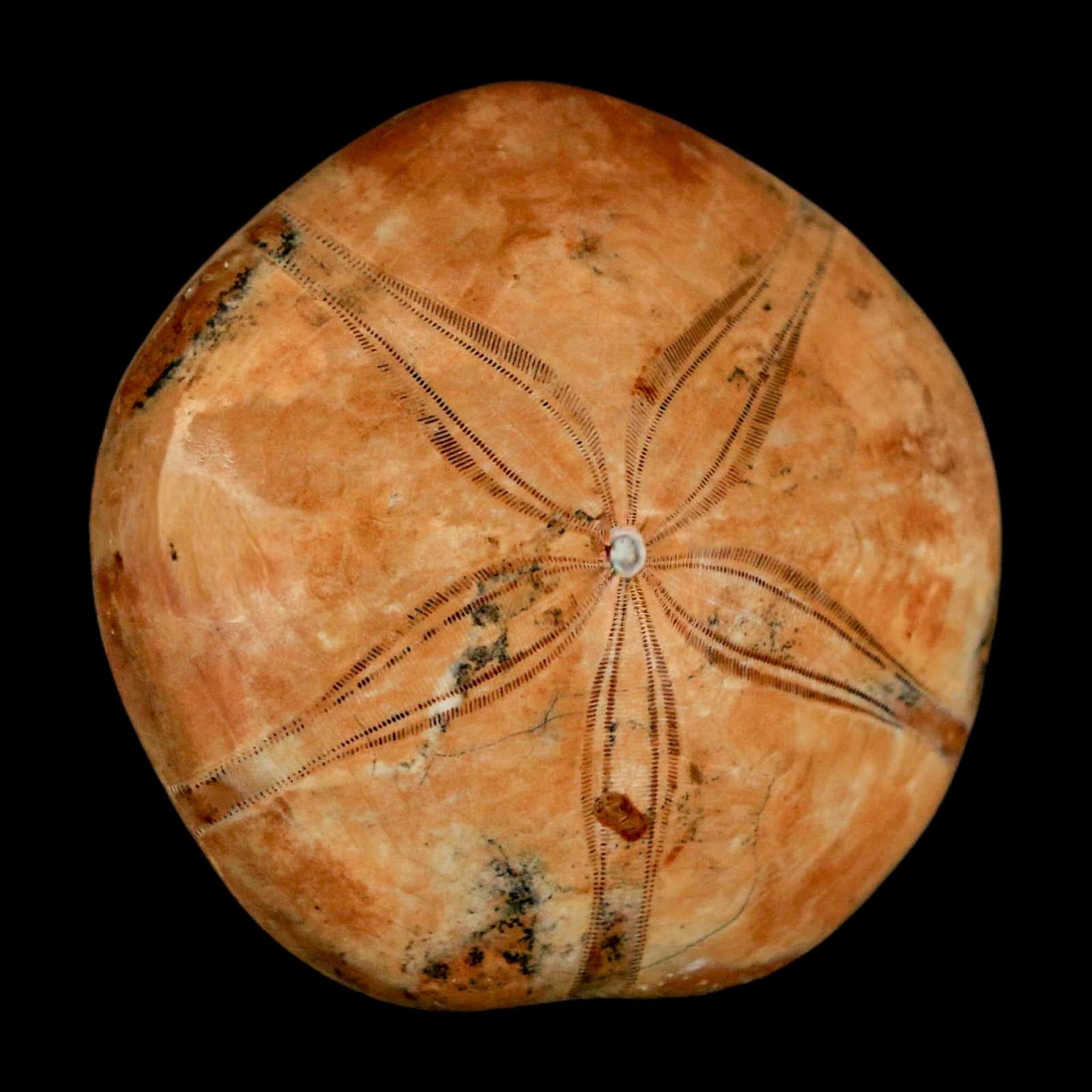 53MM Pygurus Marmonti Sea Urchin Fossil Sand Dollar Jurassic Age Madagascar - Fossil Age Minerals