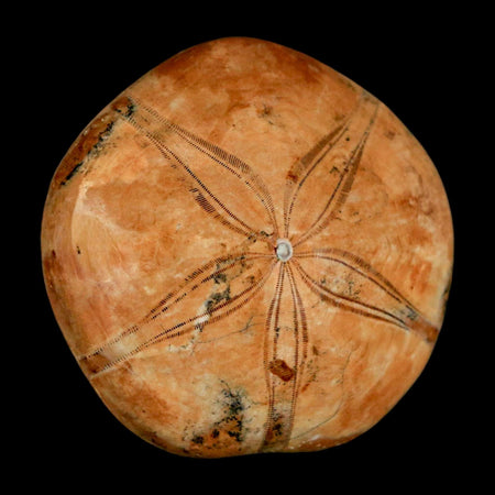53MM Pygurus Marmonti Sea Urchin Fossil Sand Dollar Jurassic Age Madagascar