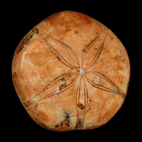 53MM Pygurus Marmonti Sea Urchin Fossil Sand Dollar Jurassic Age Madagascar - Fossil Age Minerals