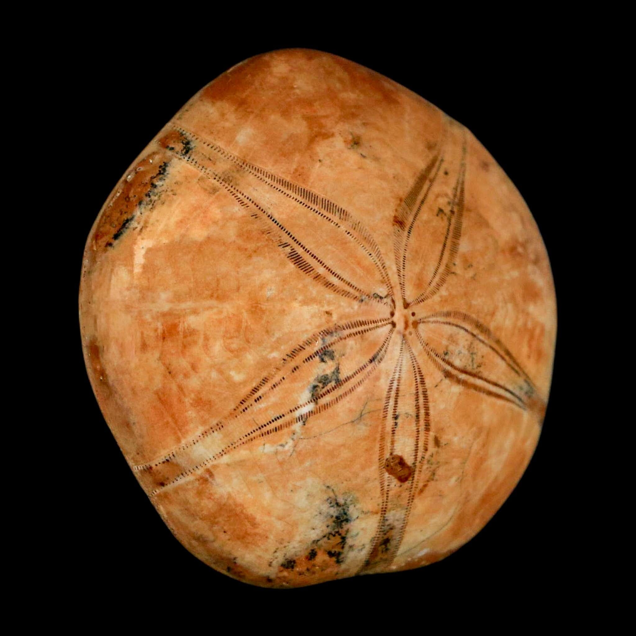 53MM Pygurus Marmonti Sea Urchin Fossil Sand Dollar Jurassic Age Madagascar - Fossil Age Minerals