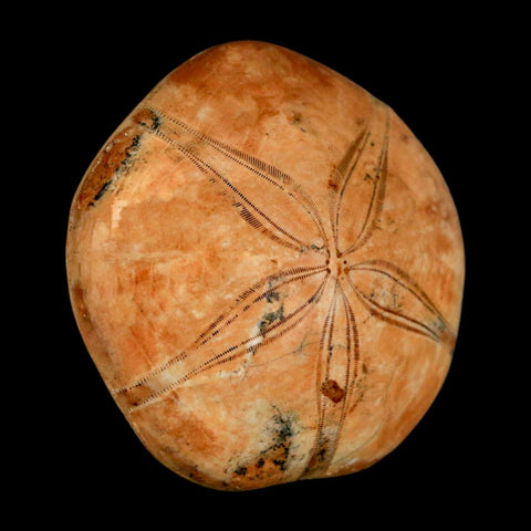 53MM Pygurus Marmonti Sea Urchin Fossil Sand Dollar Jurassic Age Madagascar - Fossil Age Minerals