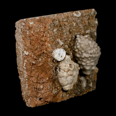 3.4" Actinocrinites Multiradiatus Crinoid Fossil Mississippian Age Burlington, Iowa - Fossil Age Minerals