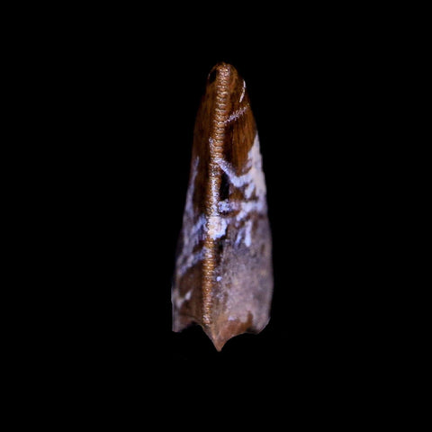 0.4" Nanotyrannus Tyrannosaurus Fossil Tooth Dinosaur Hell Creek MT COA Display - Fossil Age Minerals