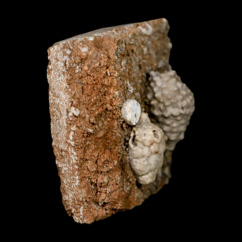 3.4" Actinocrinites Multiradiatus Crinoid Fossil Mississippian Age Burlington, Iowa - Fossil Age Minerals