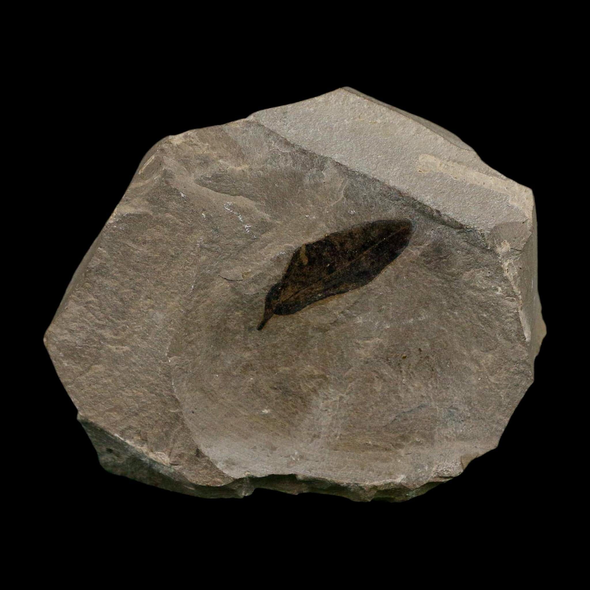 1.1" Detailed Persea Coriacea Fossil Plant Leaf Eocene Age Green River FM Utah - Fossil Age Minerals