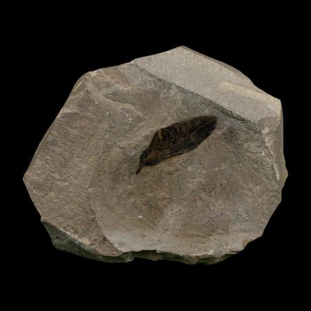 1.1" Detailed Persea Coriacea Fossil Plant Leaf Eocene Age Green River FM Utah