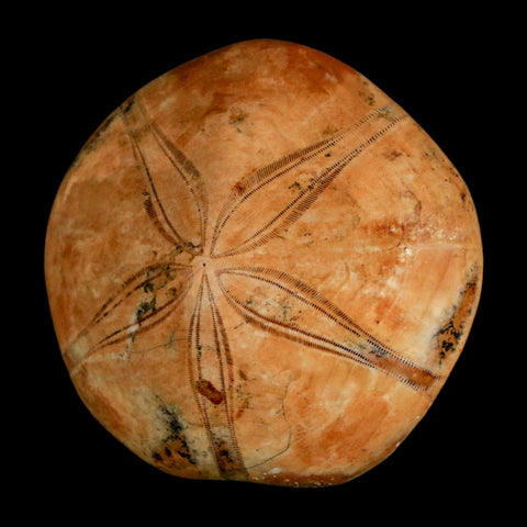 53MM Pygurus Marmonti Sea Urchin Fossil Sand Dollar Jurassic Age Madagascar - Fossil Age Minerals