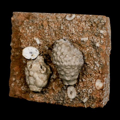 3.4" Actinocrinites Multiradiatus Crinoid Fossil Mississippian Age Burlington, Iowa - Fossil Age Minerals