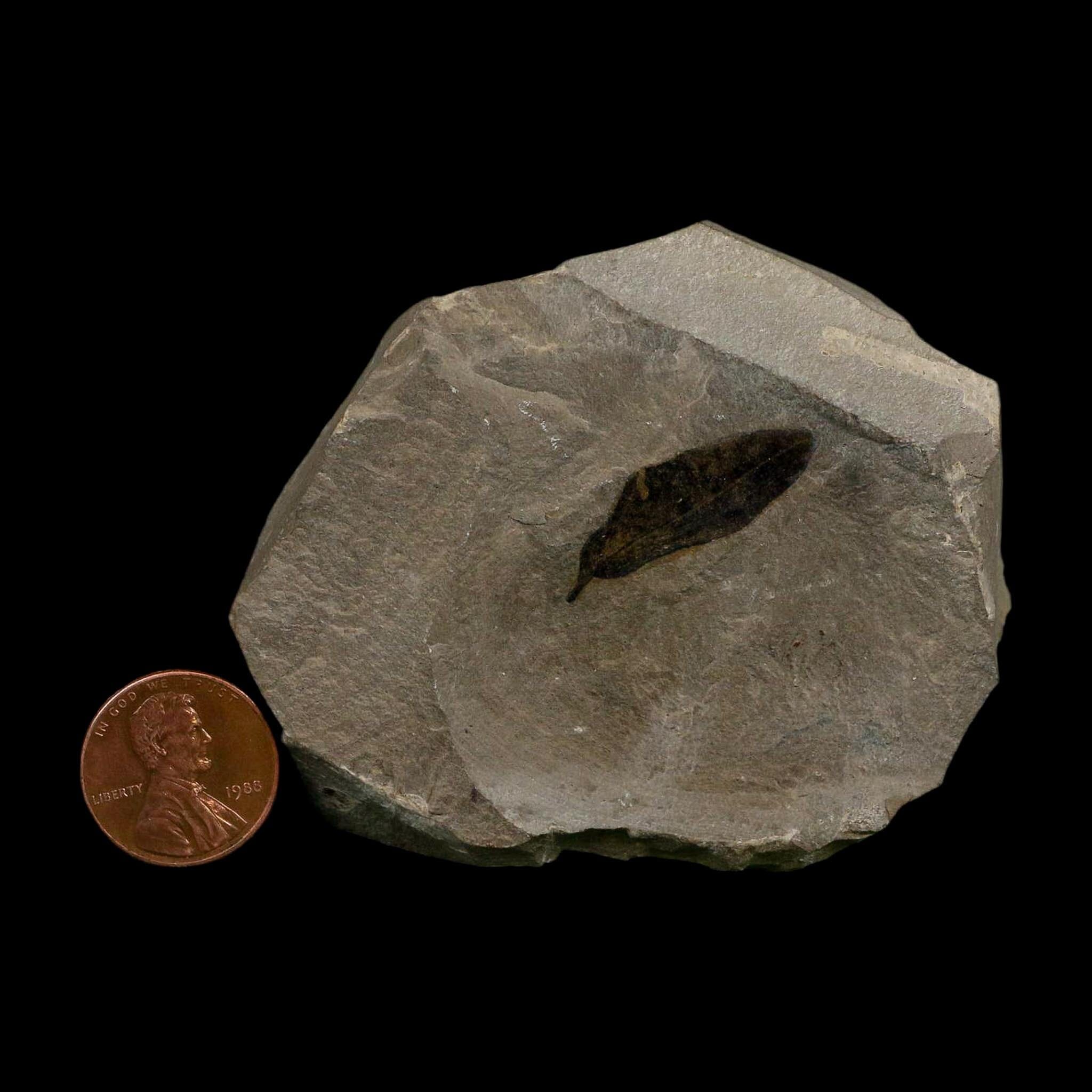 1.1" Detailed Persea Coriacea Fossil Plant Leaf Eocene Age Green River FM Utah - Fossil Age Minerals