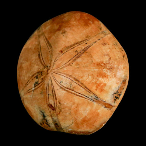 53MM Pygurus Marmonti Sea Urchin Fossil Sand Dollar Jurassic Age Madagascar - Fossil Age Minerals